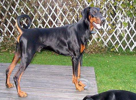 Toscanina's Fandango | Black Doberman Pinscher