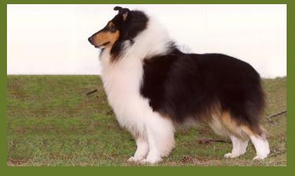 Lakewind's Shot In The Dark | Rough Collie 