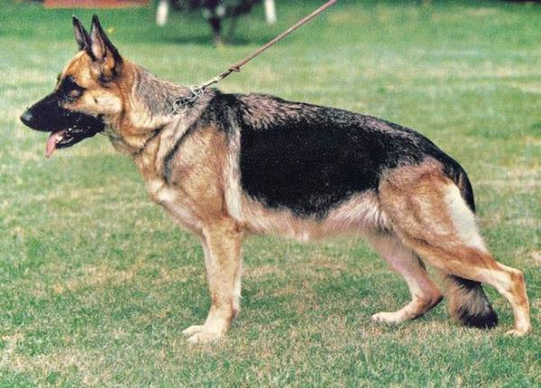 Ute vom Trienzbachtal | German Shepherd Dog 