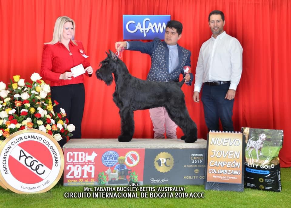 Nasaeu Kuhuma Jatu | Giant Schnauzer 