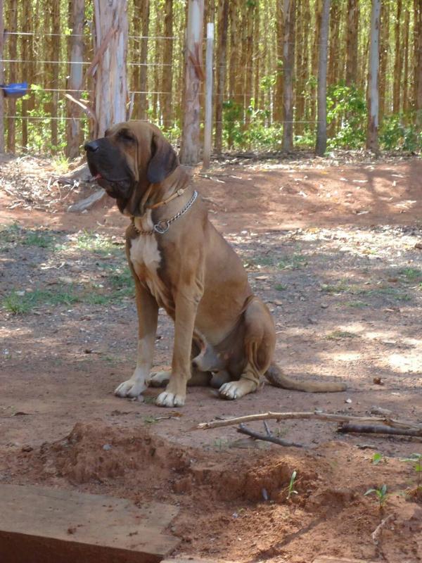 Zeus Gigantes do Aporã | Fila Brasileiro 