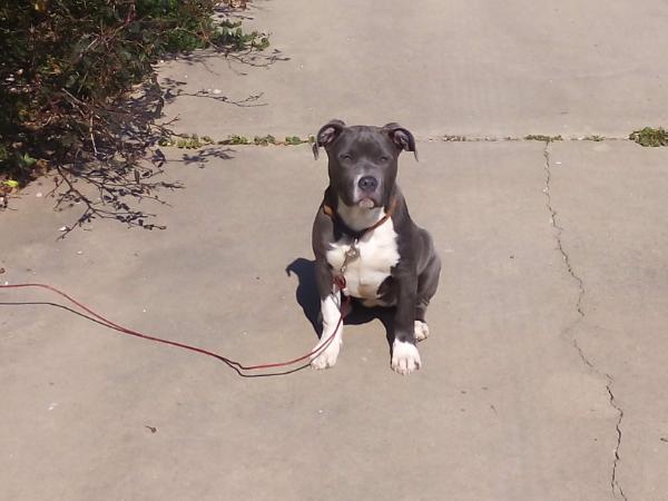 JD's Bella Rose | American Pit Bull Terrier 