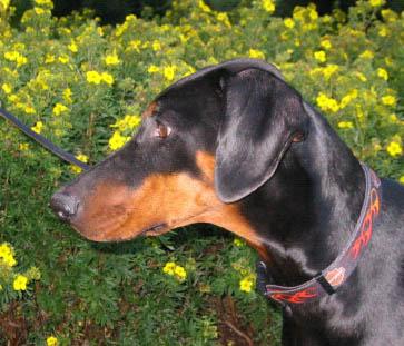 Toscanina's Fontana | Black Doberman Pinscher