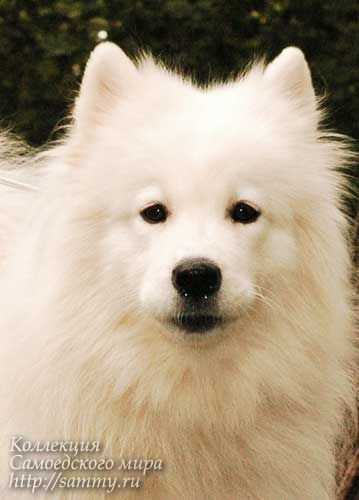 Beloe Chudo Taynaya Strast | Samoyed 