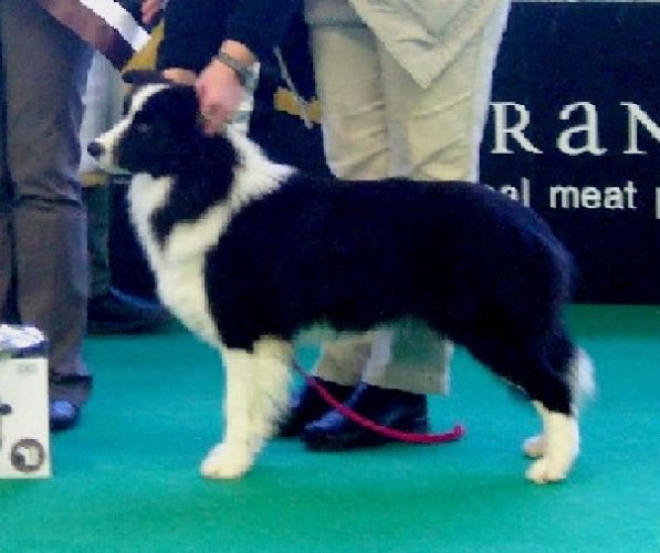 Kerrybrent Crystal Showers | Border Collie 