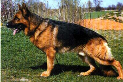 Unko vom Haus Zieglmayer | German Shepherd Dog 