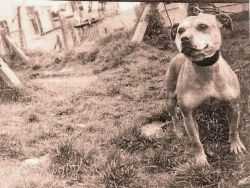 Battling Duchess | Staffordshire Bull Terrier 