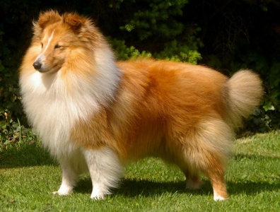 Double Jeux des Romarins de Mayerling | Shetland Sheepdog 