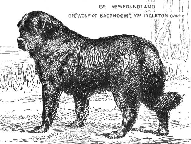 Wolf of Badenoch | Newfoundland 