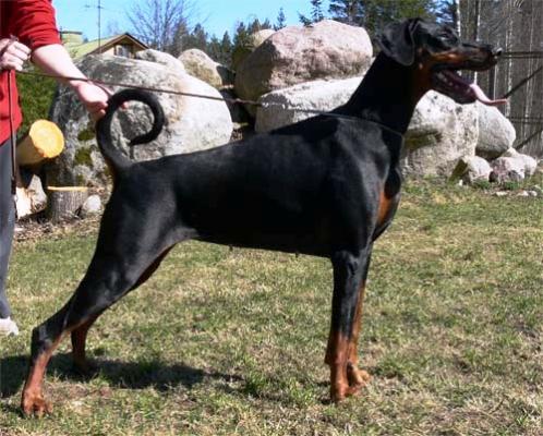 Toscanina's Grafina | Black Doberman Pinscher