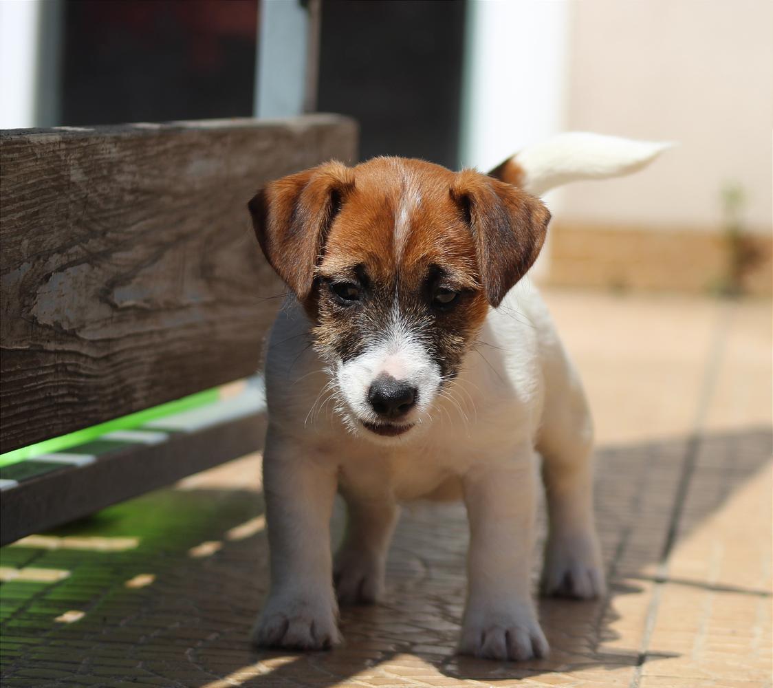 Ukrainochka Teren | Jack Russell Terrier 