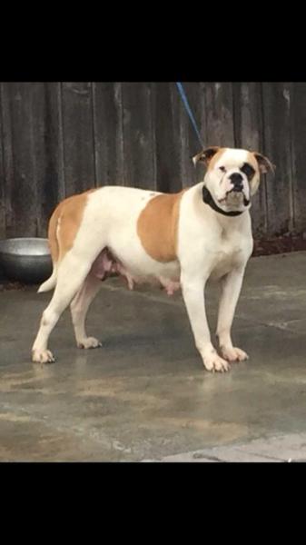 PINTOS BULLYS CLEO | American Bulldog 