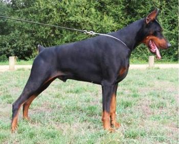 Irinland Zeus Zethos | Black Doberman Pinscher