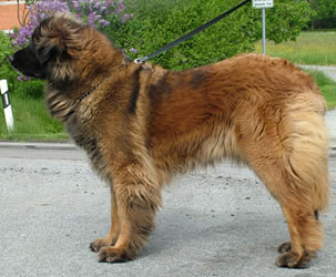 Kiserdei Vanda | Leonberger 