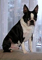 Frenki Zico | Boston Terrier 