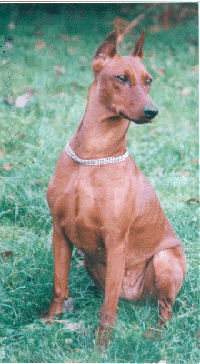 ERICA von Werner Junghof | German Pinscher 