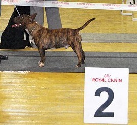 Victoryt Style Richman | Miniature Bull Terrier 