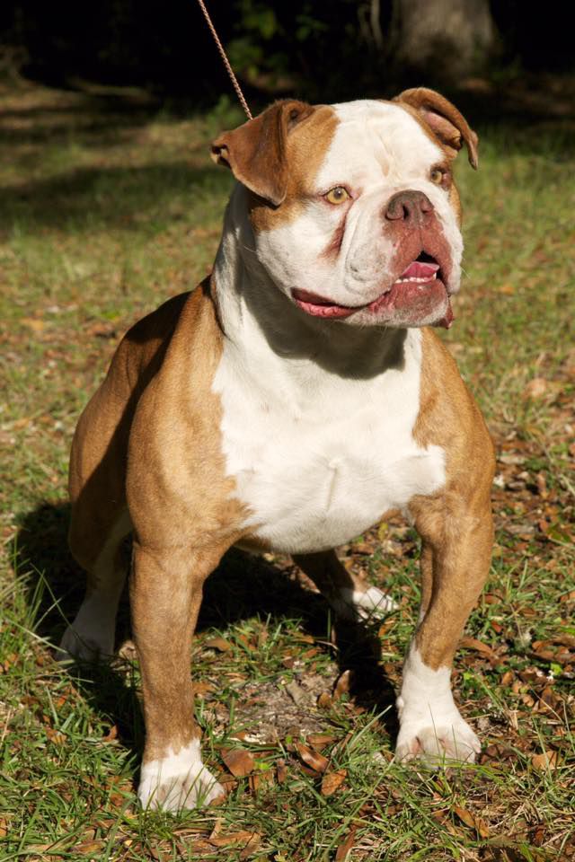 Taurus Bulls Sinister | Olde English Bulldogge 