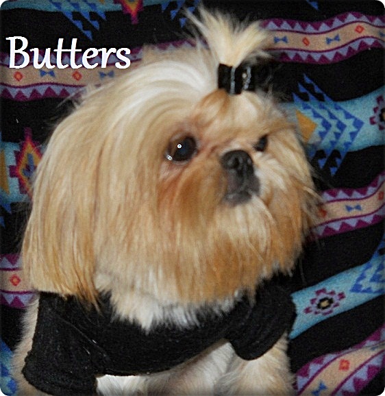 Home Grown Shih Tzu's Butter Bean Bo Jangles | Shih Tzu 