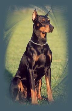 Asco v. Trajan | Black Doberman Pinscher