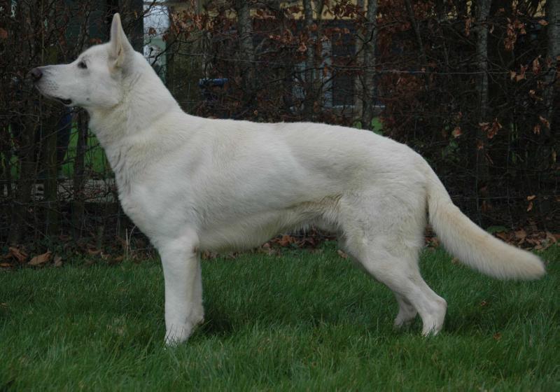 Jonsey Gibbs | White Swiss Shepherd Dog 