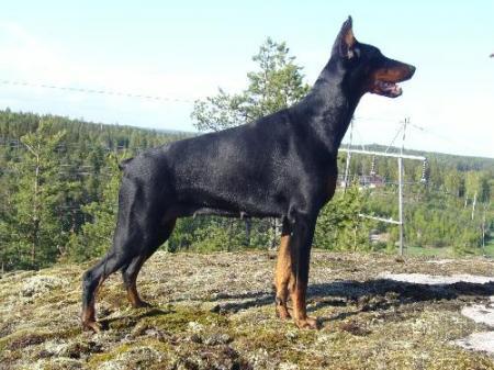 Tahi-Réme Chili | Black Doberman Pinscher