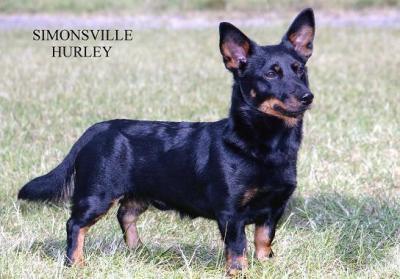 Simonsville Hurley | Lancashire Heeler 