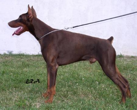 Tahi-Rème Frodo | Brown Doberman Pinscher