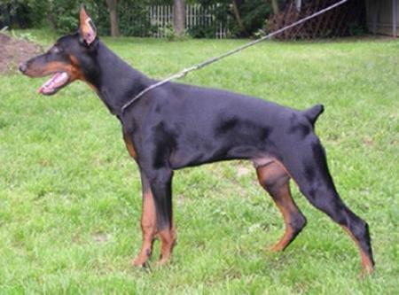 Tahi-Rème Fila | Black Doberman Pinscher