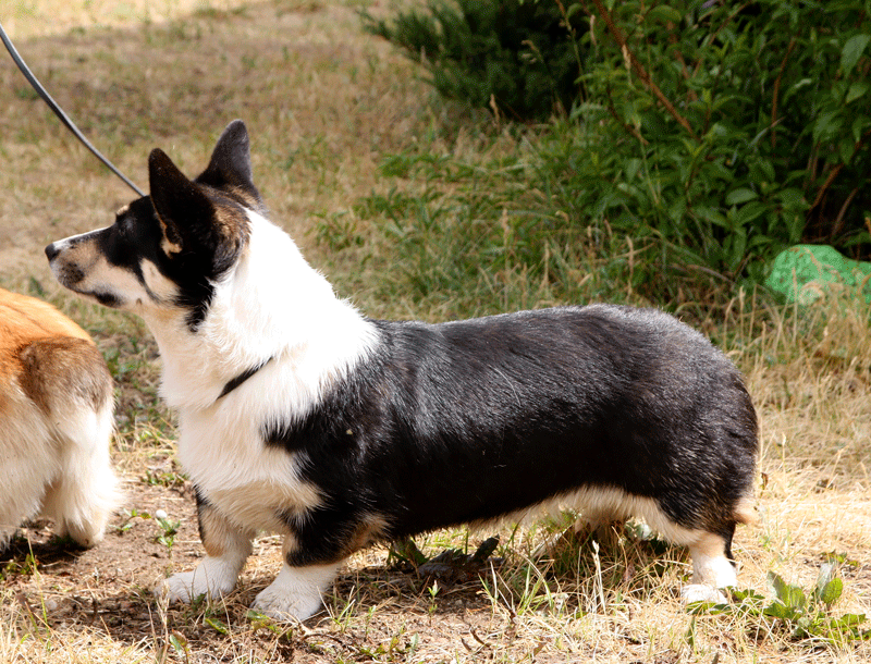 NIGHT KEEPESH SHATENKA | Cardigan Welsh Corgi 