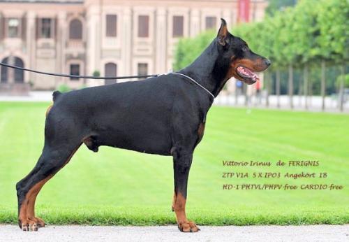 Vittorio Irinus de Ferignis | Black Doberman Pinscher