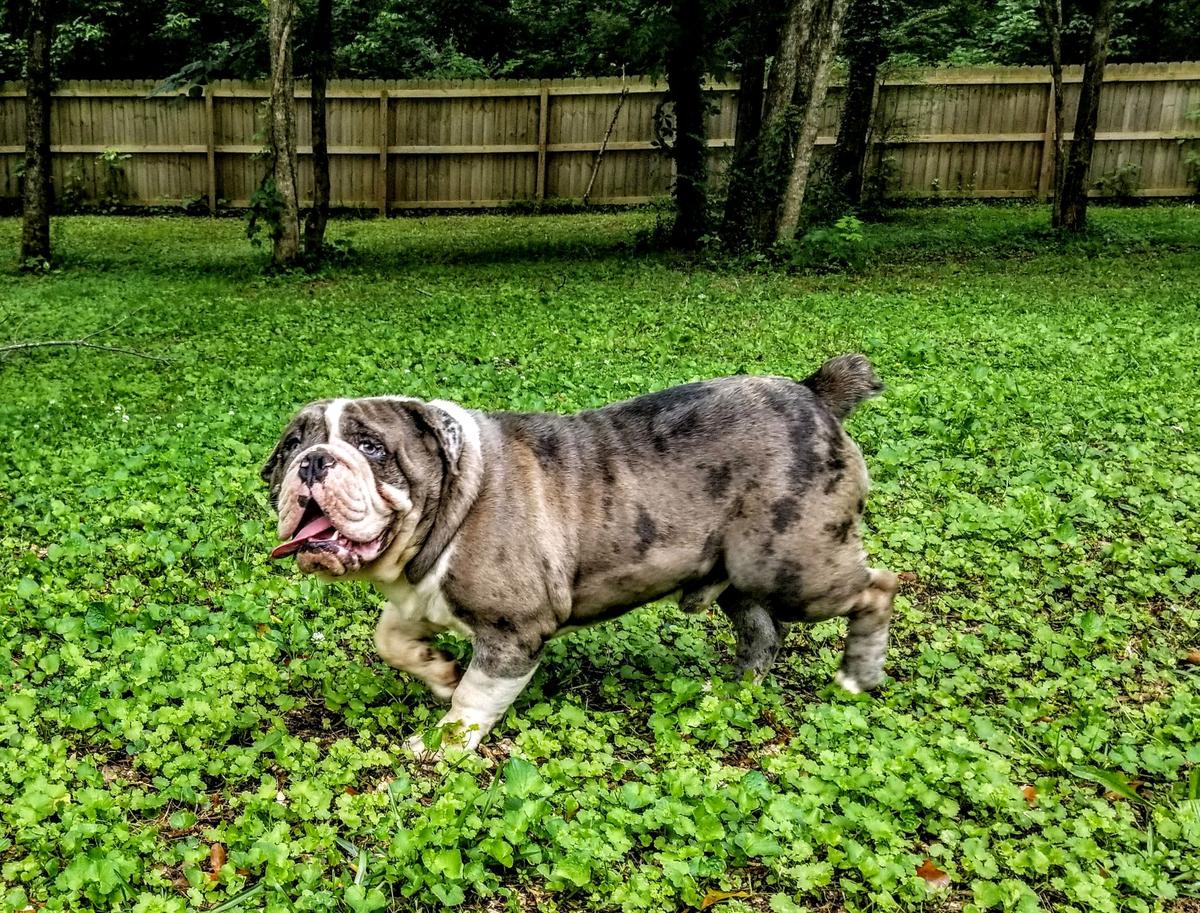 Jacobs' Bosa | Olde English Bulldogge 