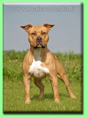 Paky's Ametysse | American Staffordshire Terrier 