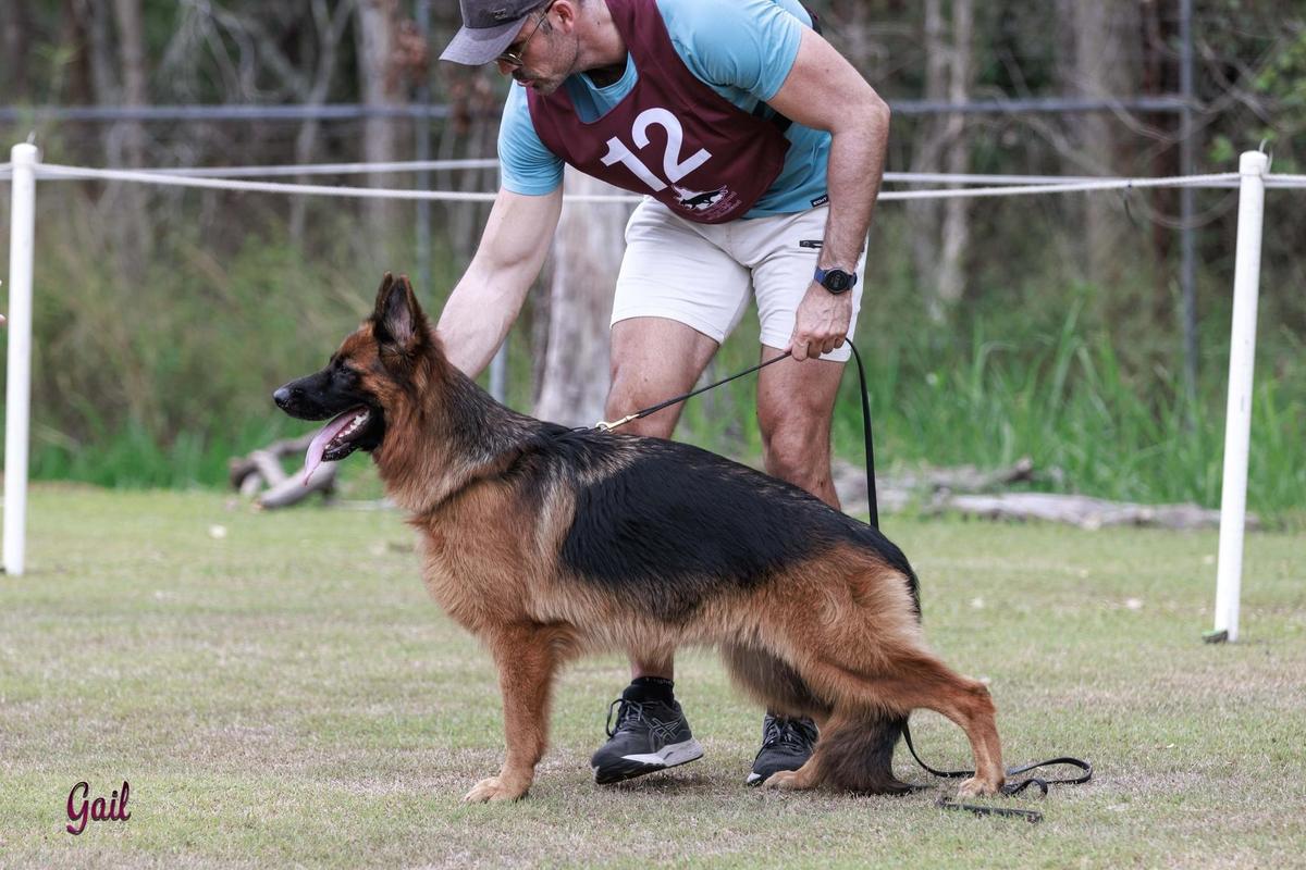Gabmalu Java | German Shepherd Dog 