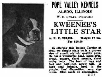 Kweenee's Little Star | Boston Terrier 