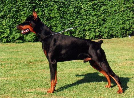 Artos Arantes v. Jahrestal | Black Doberman Pinscher