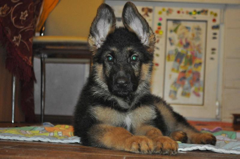 Sabur fom Festburg | German Shepherd Dog 