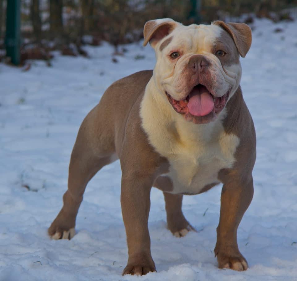 Bullforce Diablo | Olde English Bulldogge 