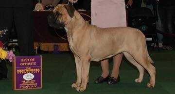 Starrdogs Fay Wray of Silverback | Bullmastiff 