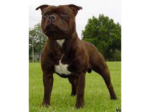 ?rossguns Nitro Express | Staffordshire Bull Terrier 