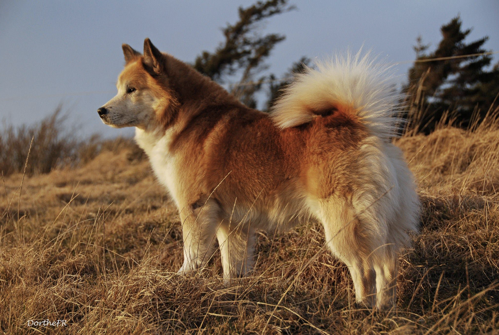 Kersins Kóngur | Icelandic Sheepdog 