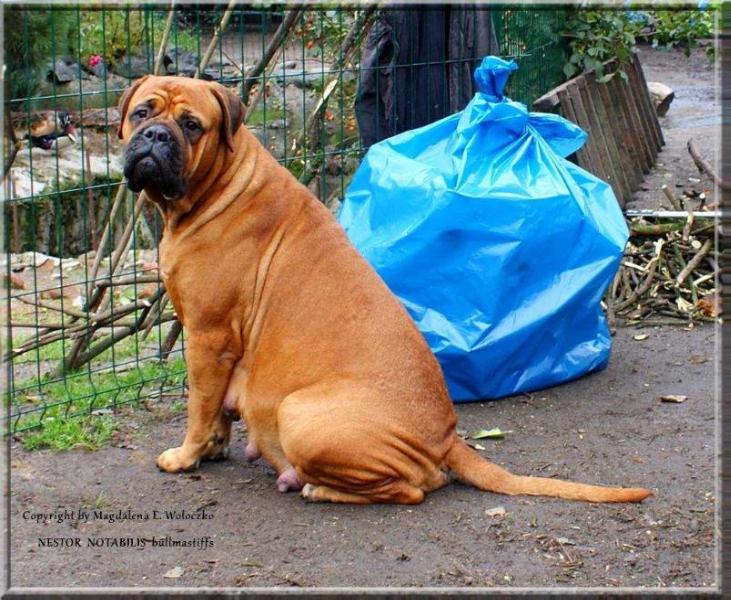 HERE IS COMING MILLION DOLLARS II Nestor Notabilis | Bullmastiff 