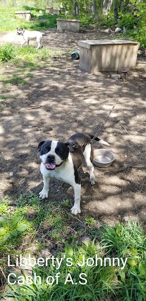 Libberty's Johnny Cash | American Bulldog 