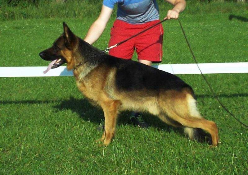 Han vom Ugel'shtrasse | German Shepherd Dog 