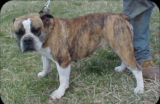 STARLINE'S DIXIE | Olde English Bulldogge 