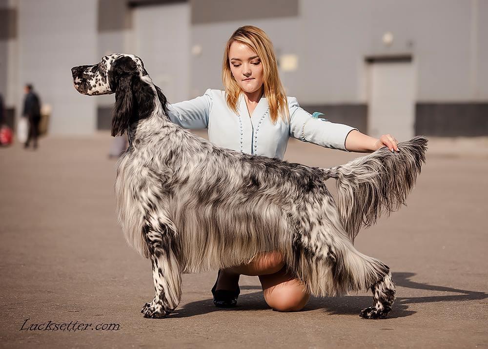 Lucksheray Raisin | English Setter 