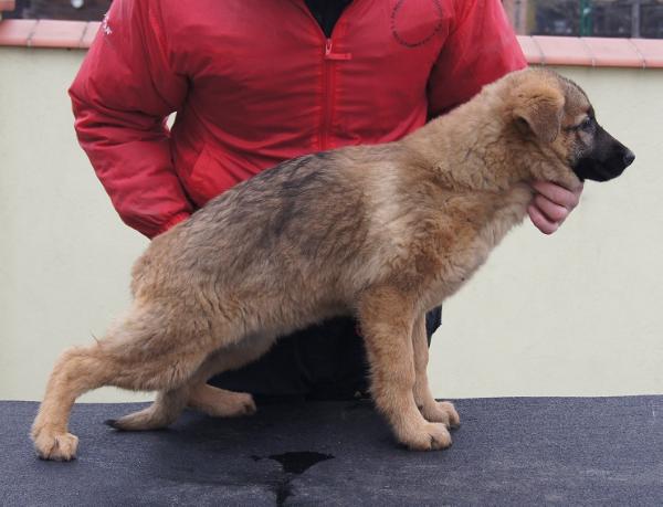 Persefona Ardelia | German Shepherd Dog 