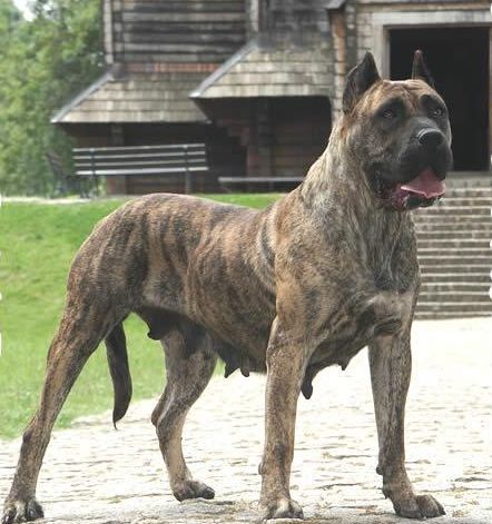 Do Galiñeiro Jazz | Perro de Presa Canario 