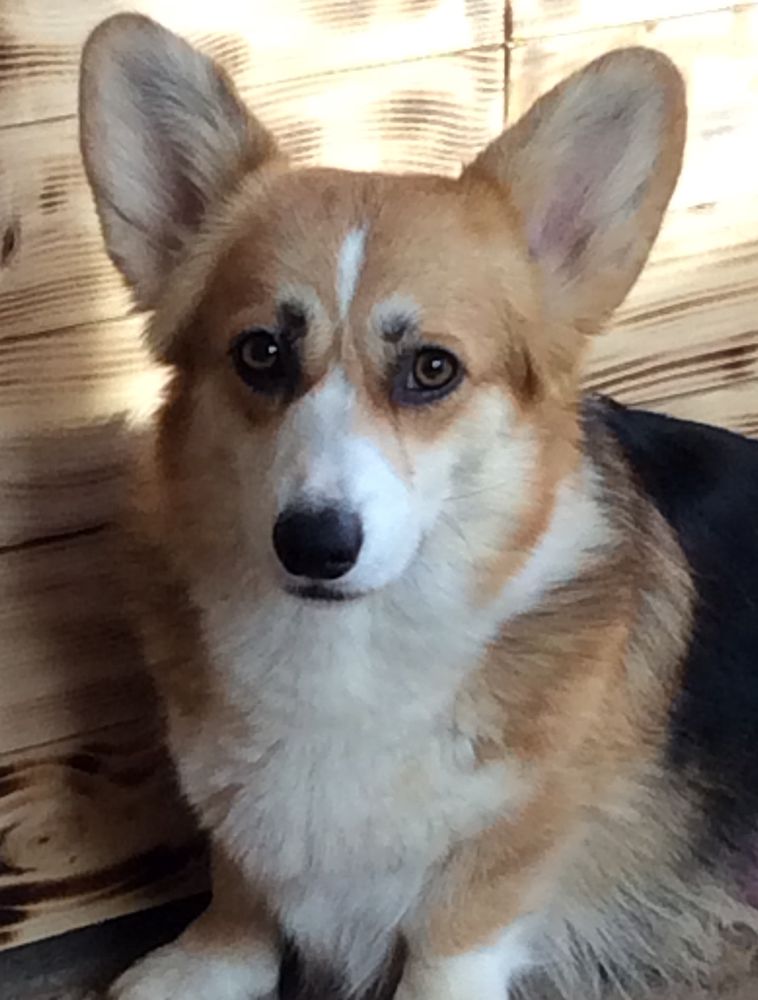 Nessa Bee’s Knees iz Branele | Pembroke Welsh Corgi 