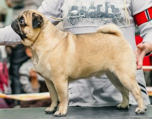 UL HEIKA EMIL | Pug 